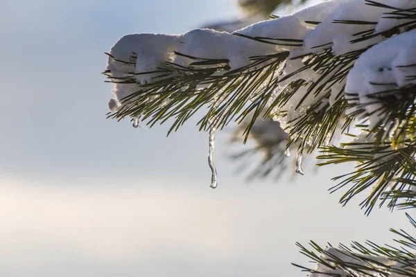 Snow Covered Branch Mountain Pine Icicles — 图库照片