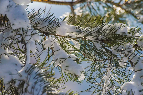 Snow Covered Branch Mountain Pine Icicles — 图库照片