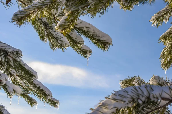 Снігова Гілка Гірської Сосни Бурульками — стокове фото