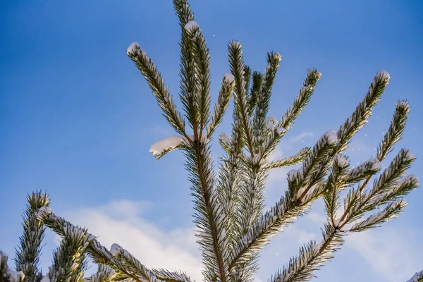 Snow Covered Branch Mountain Pine Icicles —  Fotos de Stock