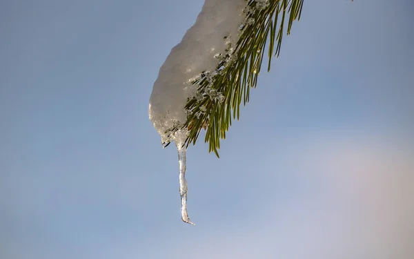 Snow Covered Branch Mountain Pine Icicles — Stock Photo, Image