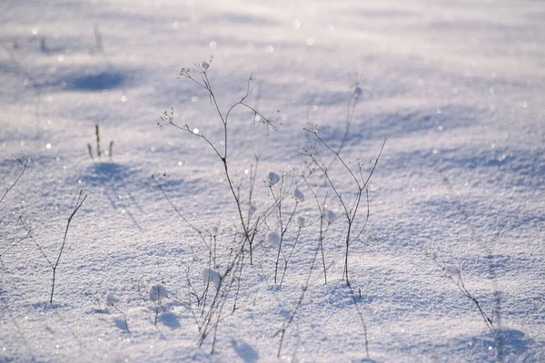 Güneşli Bir Kış Gününde Bir Tarla Bitkisinin Üzerindeki Parlak Buz — Stok fotoğraf