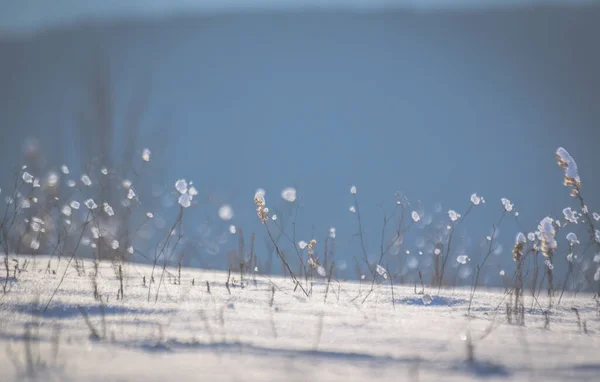 Блискучий Лід Польовій Рослині Зимовий Сонячний День — стокове фото