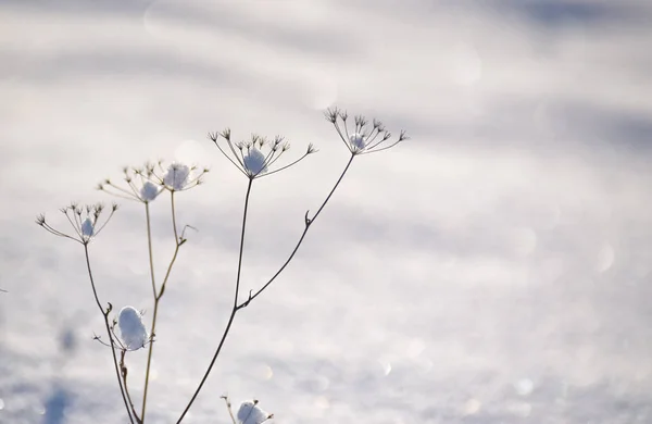 Shiny Ice Field Plant Winter Sunny Day — Fotografia de Stock