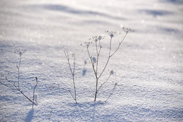 Shiny Ice Field Plant Winter Sunny Day — Stock Photo, Image