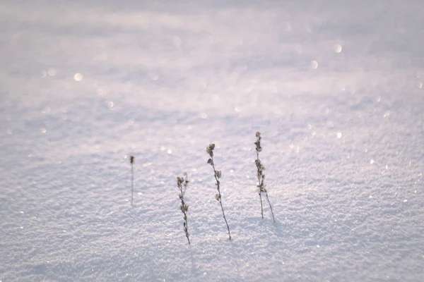 Ghiaccio Splendente Una Pianta Campo Una Giornata Sole Invernale — Foto Stock