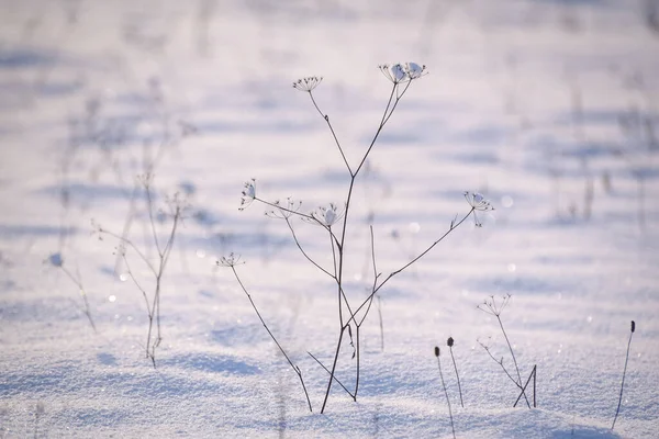 Блискучий Лід Польовій Рослині Зимовий Сонячний День — стокове фото