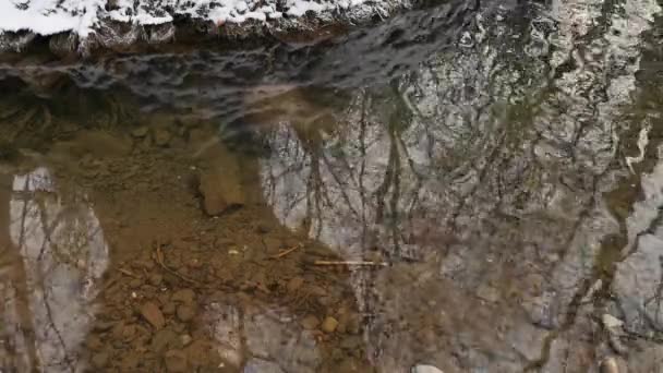 Reflectie Van Een Grote Boom Een Berg Winter Rivier — Stockvideo