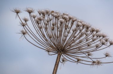 Kışın zehirli yaban domuzu