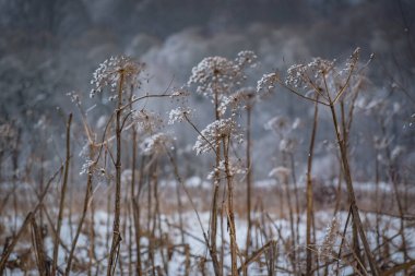 Kışın zehirli yaban domuzu