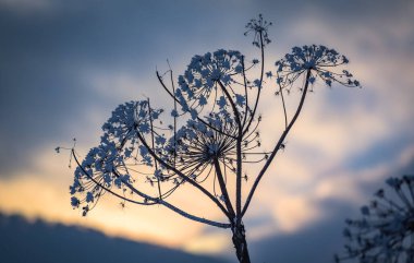 Kışın zehirli yaban domuzu