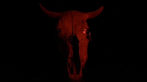 Crânio Uma Vaca Uma Atmosfera Mística Para Fundo — Vídeo de Stock