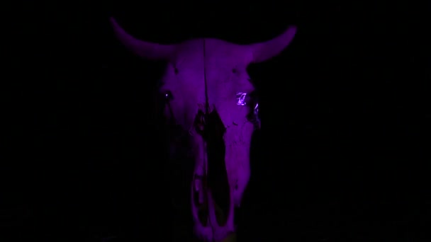 Crânio Uma Vaca Uma Atmosfera Mística Para Fundo — Vídeo de Stock
