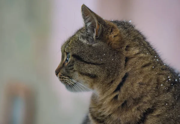 Portrait Chat Rayé Domestique Avec Neige Sur Fourrure — Photo