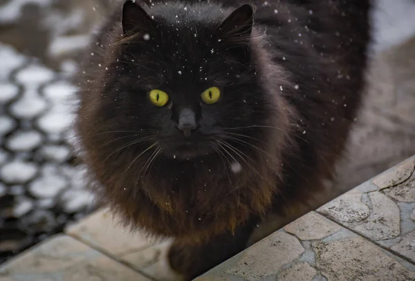Portrait Fluffy Domestic Cat Snow Fur — Foto Stock