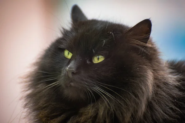 国産ふわふわサラブレッド猫の肖像 — ストック写真