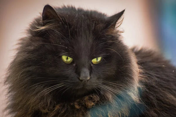 国産ふわふわサラブレッド猫の肖像 — ストック写真