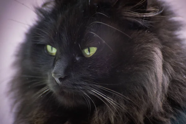 Портрет Домашньої Пухнастої Чистокровної Кішки — стокове фото
