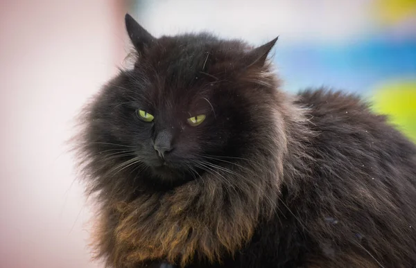 Portrait Domestic Fluffy Thoroughbred Cat — Stock Photo, Image