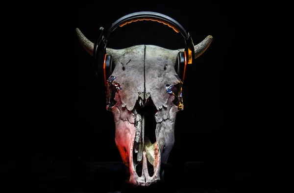 Skull of a cow in a mystical atmosphere for the background