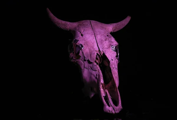 Crânio Uma Vaca Uma Atmosfera Mística Para Fundo — Fotografia de Stock