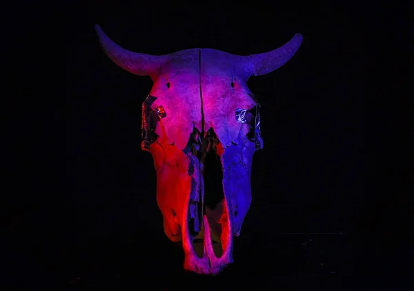 Skull of a cow in a mystical atmosphere for the background