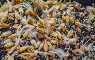 Yapay zeminde filizlenmiş buğday tanelerinin yakın çekimi