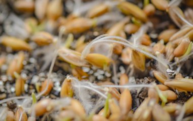 Yapay zeminde filizlenmiş buğday tanelerinin yakın çekimi