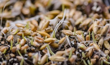 Yapay zeminde filizlenmiş buğday tanelerinin yakın çekimi