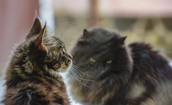 Maine Coon Gatinho Gato Fofo Fora Janela — Fotografia de Stock