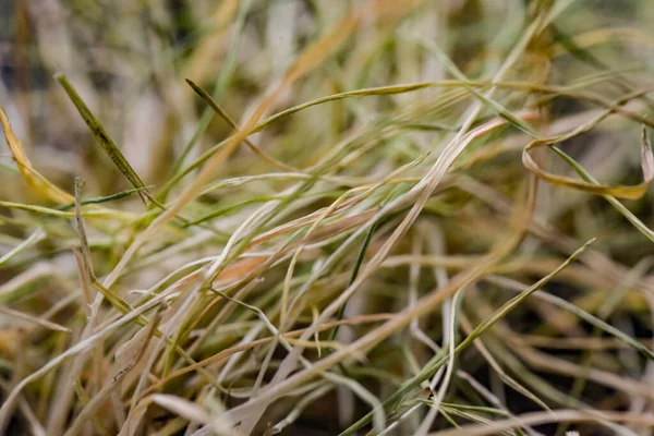 Close Withered Grass Texture — Stock Photo, Image