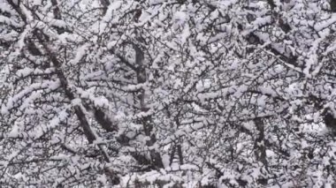 Yoğun kar yağışı altında ginkgo biloba ağacının kış manzarası