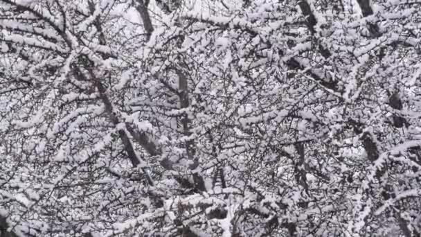 Зимний Пейзаж Дерева Гинкго Билоба Сильный Снегопад — стоковое видео