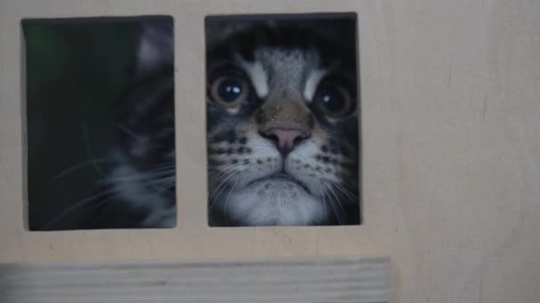 Maine Coon Koťátko Mramorované Hrát Domečku Hraní — Stock video