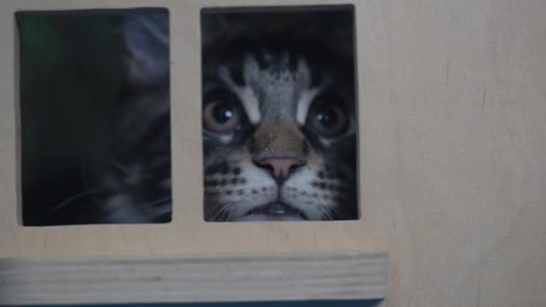 Maine Coon Kitten Gemarmerd Spelen Het Speelgoed Huis — Stockvideo