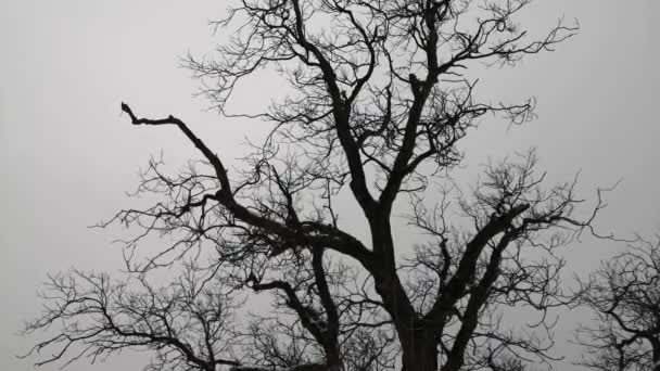 Grand Chêne Lors Une Soirée Hiver Dans Neige — Video