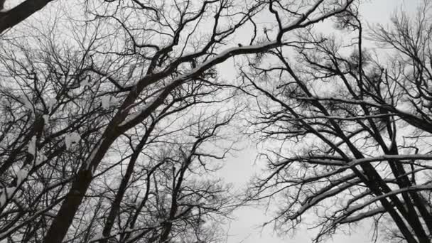 Pohon Besar Pada Malam Musim Dingin Salju — Stok Video