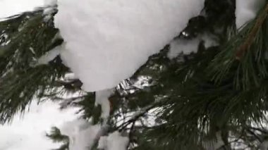Bir çam ağacının dallarından kar yağar.