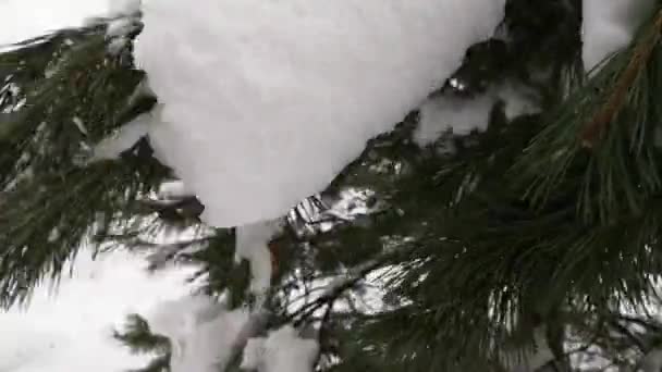 Nieve Cae Las Ramas Pino Montaña — Vídeo de stock