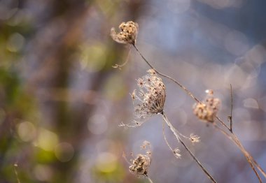 Kuru bitki kış günbatımında