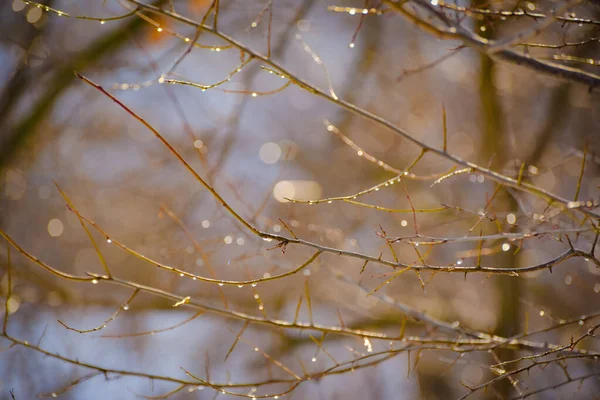 Glänzende Tropfen Auf Den Zweigen Eines Baumes Zur Stunde Des — Stockfoto