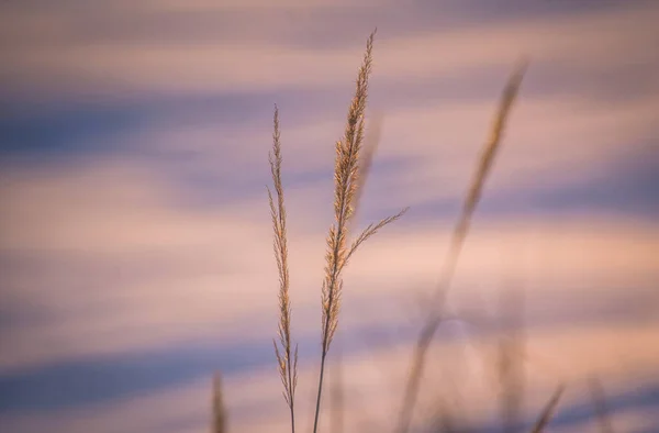 Dry Plant Hour Winter Sunset — Stock Photo, Image