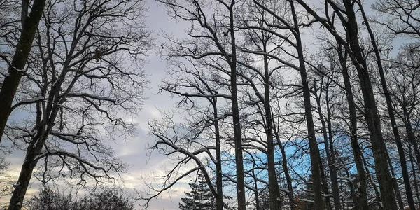 Grand Chêne Lors Une Soirée Hiver Dans Neige — Photo