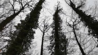 Kışın asalak sarmaşıklarla kaplı dev meşe ağaçları.