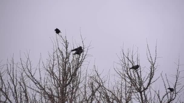 City Crows Sit Ginkgo Biloba Tree — Stock Video