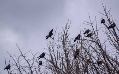 Bir karga sürüsü kışın ağaçta oturur.