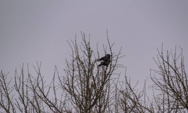 Bir karga sürüsü kışın ağaçta oturur.