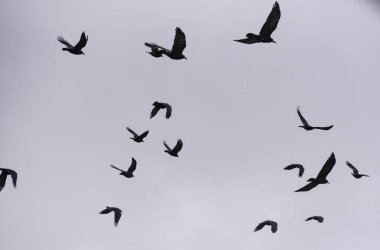 Kışın gökyüzünde uçan koca bir karga sürüsü.