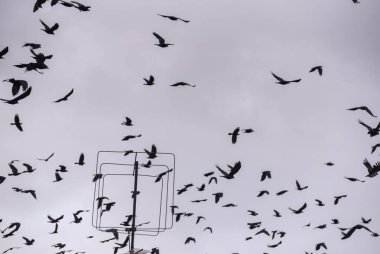 Kışın gökyüzünde uçan koca bir karga sürüsü.