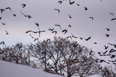 Kışın gökyüzünde uçan koca bir karga sürüsü.